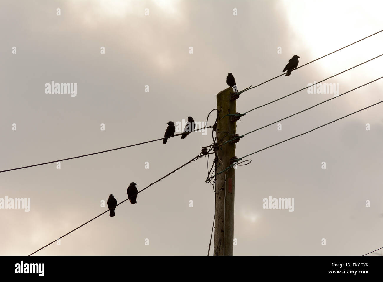 Telegraph wires hires stock photography and images Alamy