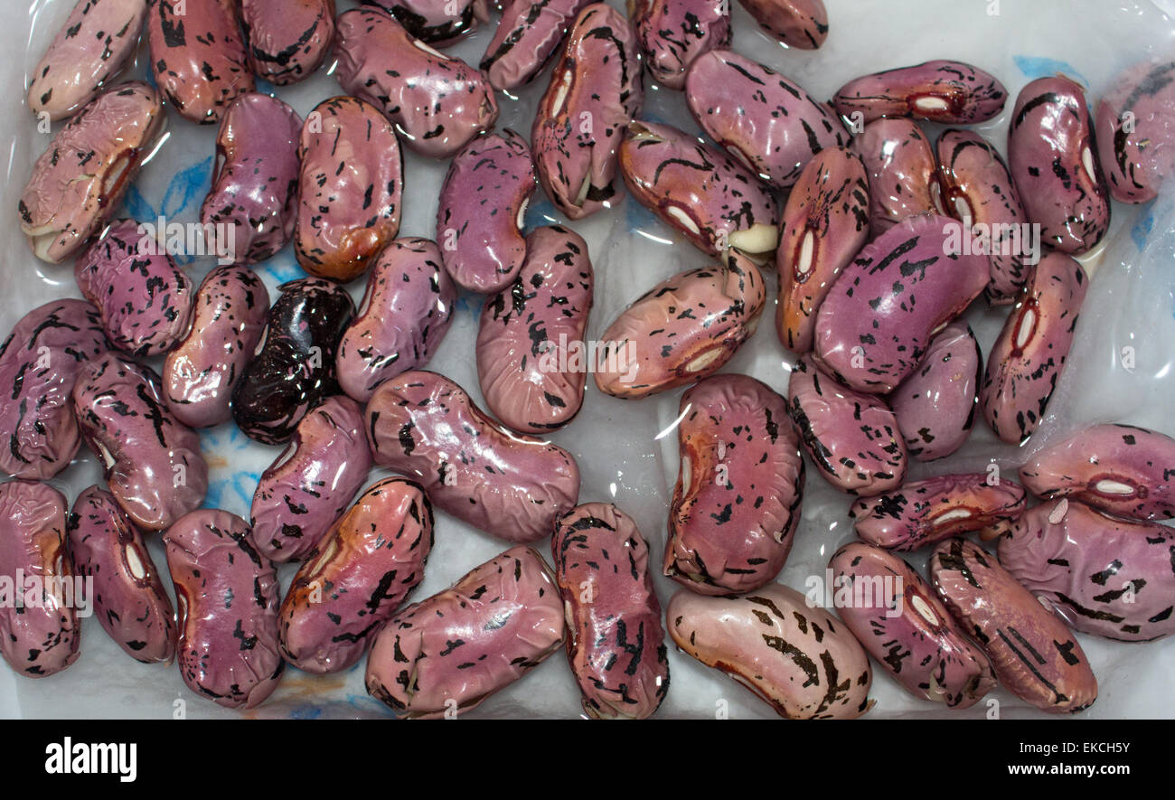 Scarlet runner bean seeds chitting on a tray in water just about ready