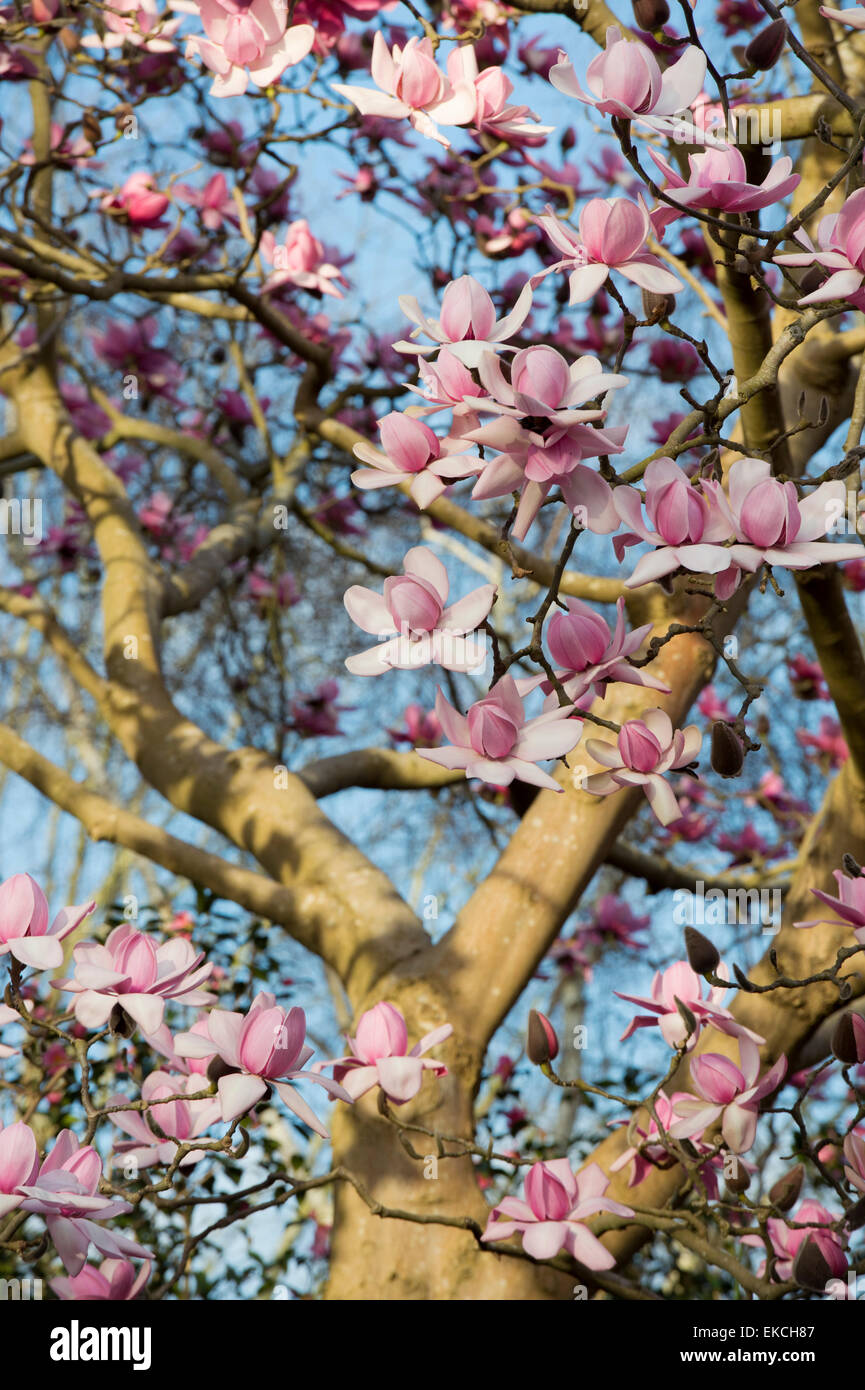Magnolia tree petals hi-res stock photography and images - Alamy