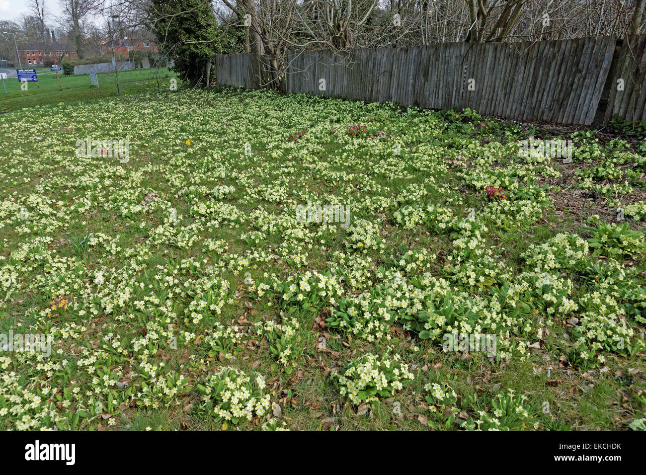 Wild primroses at roadside at Tidworth Wiltshire England Stock Photo