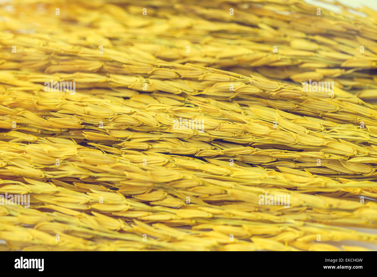 Paddy Rice Color Paddy rice in soft yellow color bacground Stock Photo - Alamy