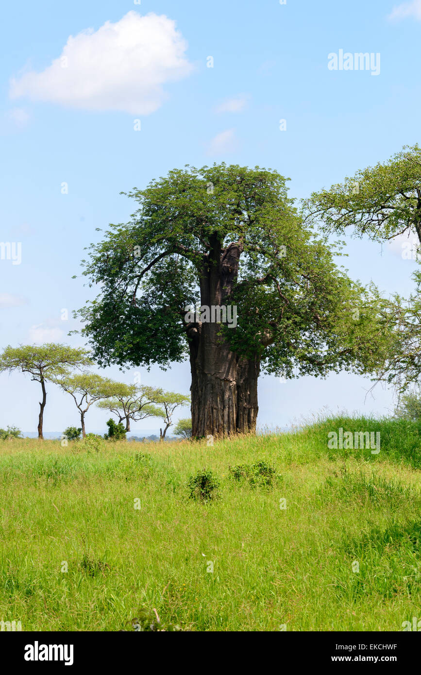 Adansonia Baobab and Acacia Tortilis in Tarangire National Park, Manyara Region, Tanzania, Africa. Stock Photo