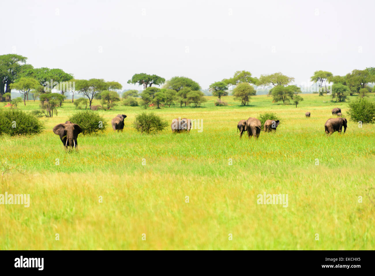 Loxodonta africana Landscape with elephants in Tarangire National Park, Manyara Region, Tanzania, Africa. Stock Photo