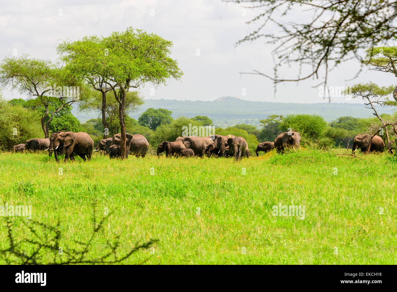Loxodonta africana Portrait of elephants in Tarangire National Park, Manyara Region, Tanzania, Africa. Stock Photo