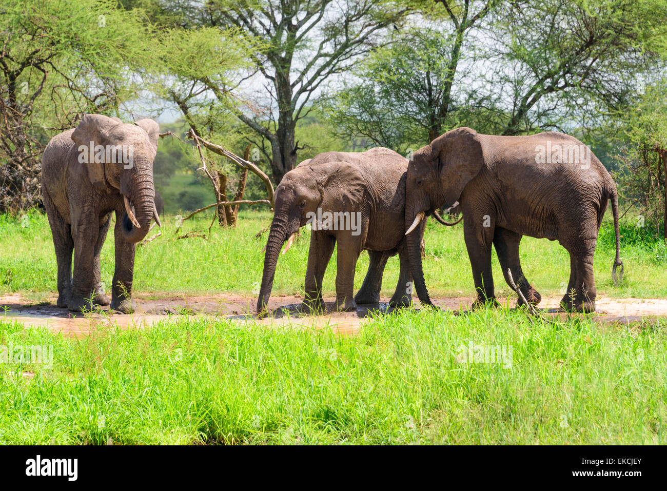 Loxodonta africana Portrait of elephants in Tarangire National Park, Manyara Region, Tanzania, Africa. Stock Photo