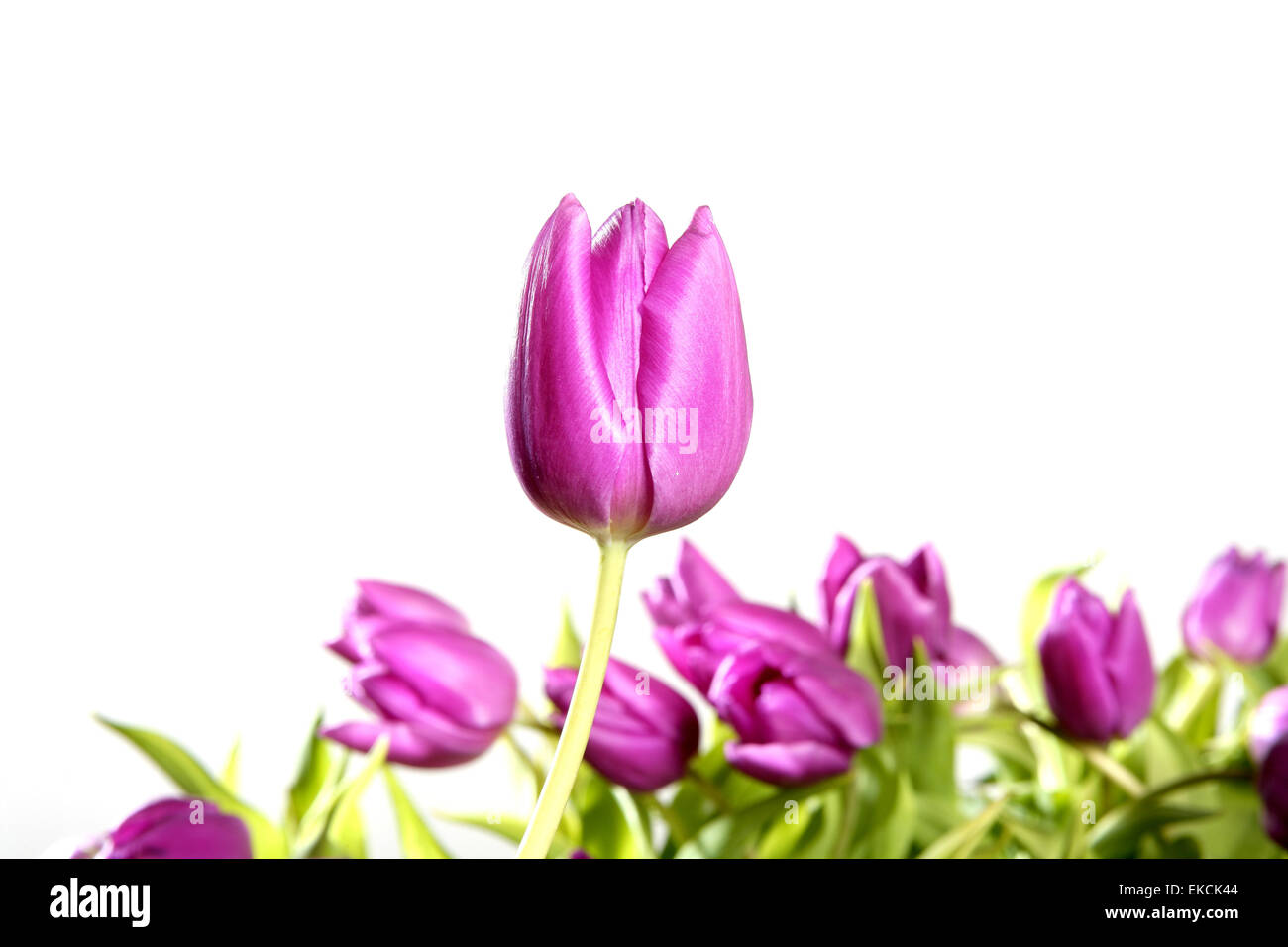 tulips pink flowers isolated on white background Stock Photo - Alamy