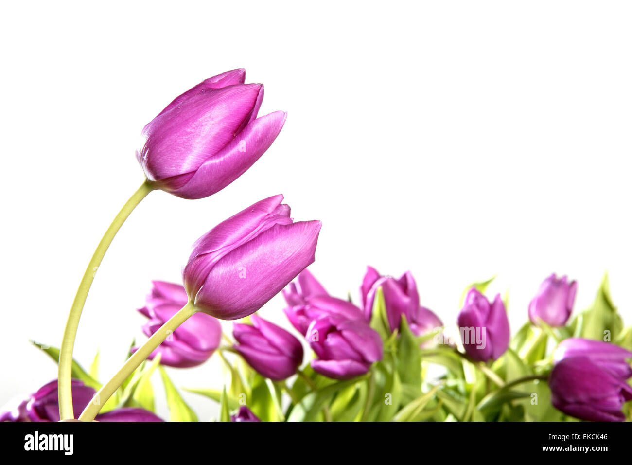 tulips pink flowers isolated on white background Stock Photo - Alamy