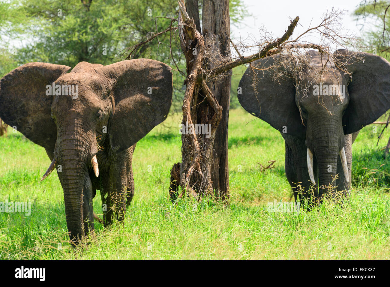 Loxodonta africana Portrait of elephant family  in Tarangire National Park, Manyara Region, Tanzania, Africa. Stock Photo