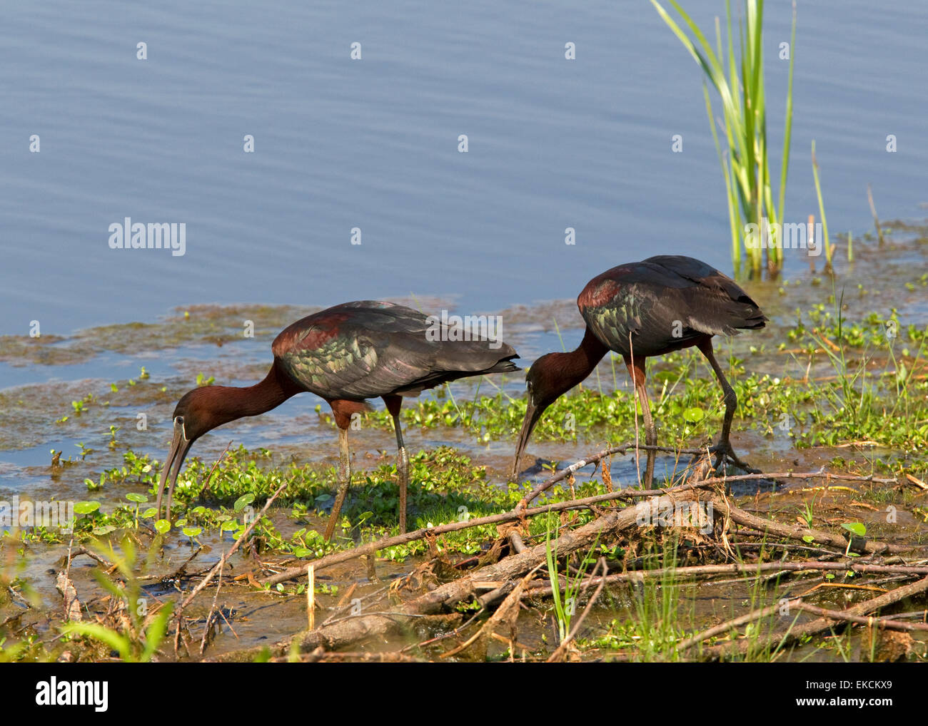 Two Glossy Ibis (Plegadis falcinellus) wading birds wade and feed at wetland edge, Chincoteague National Wildlife Refuge Stock Photo