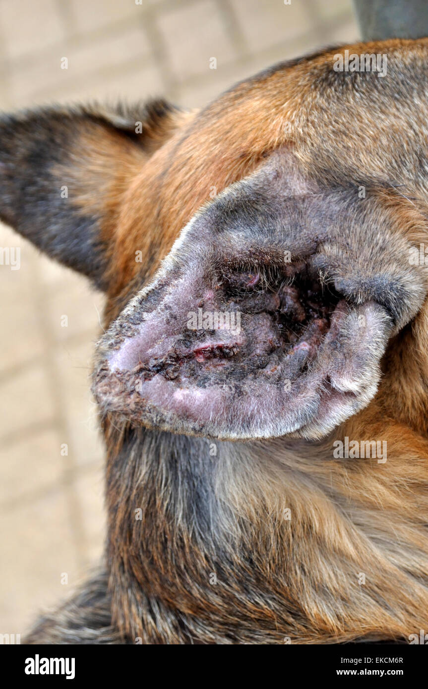 Inside Ear Flap Of German Shepherd Dog Recovering From Surgery On Aural Hematoma Which Has Been Closed With Sutures Stock Photo Alamy