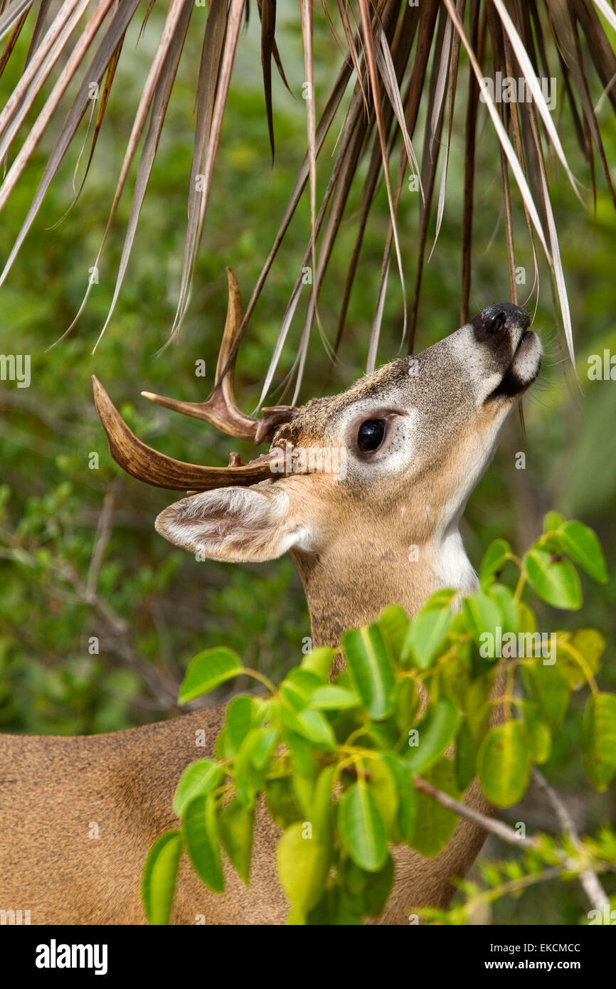 Endangered Key deer, Odocoileus virginianus clavium, buck foraging from
