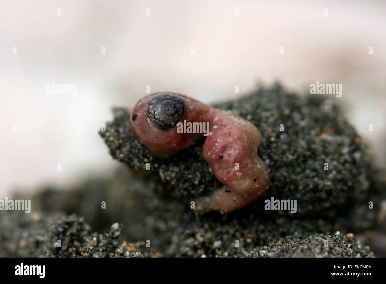 Sea turtle embryo of premature Olive Ridley sea turtle (Lepidochelys olivacea) hatchling close up Stock Photo