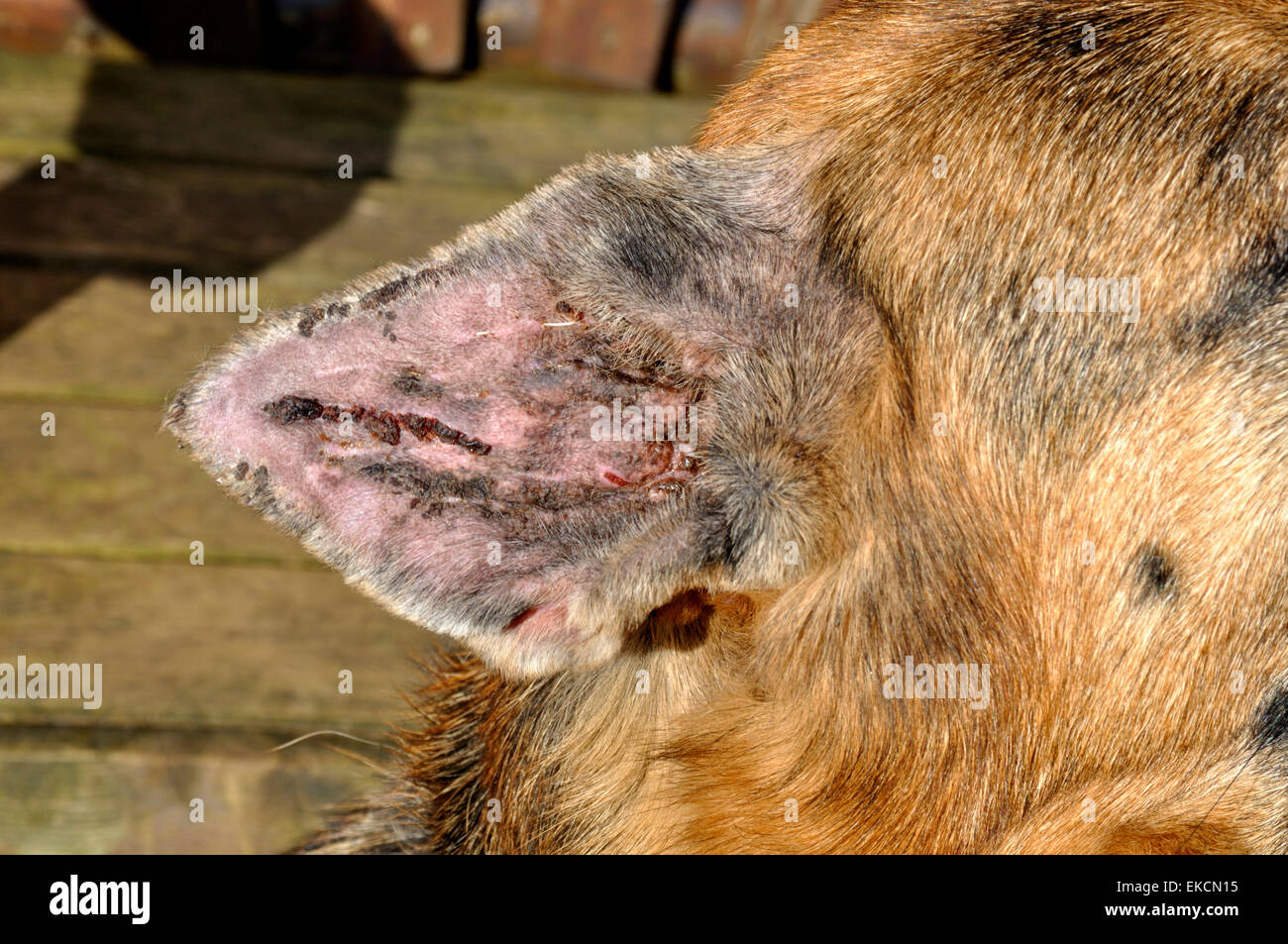 can a hematoma burst on a dogs ear
