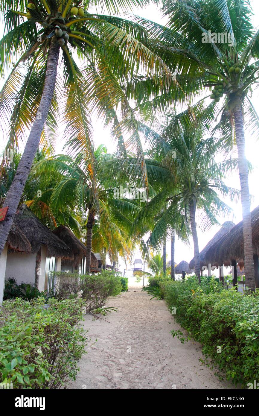 Coconuts Palm trees in north beach Isla Mujeres Stock Photo Alamy