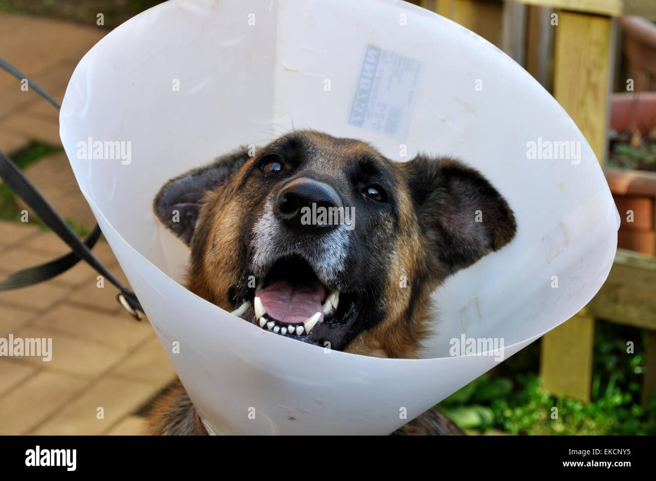 prevent dog from scratching