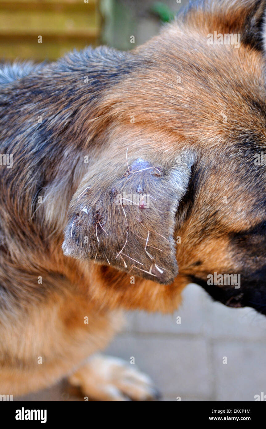 Outside ear flap of German Shepherd dog recovering from surgery on