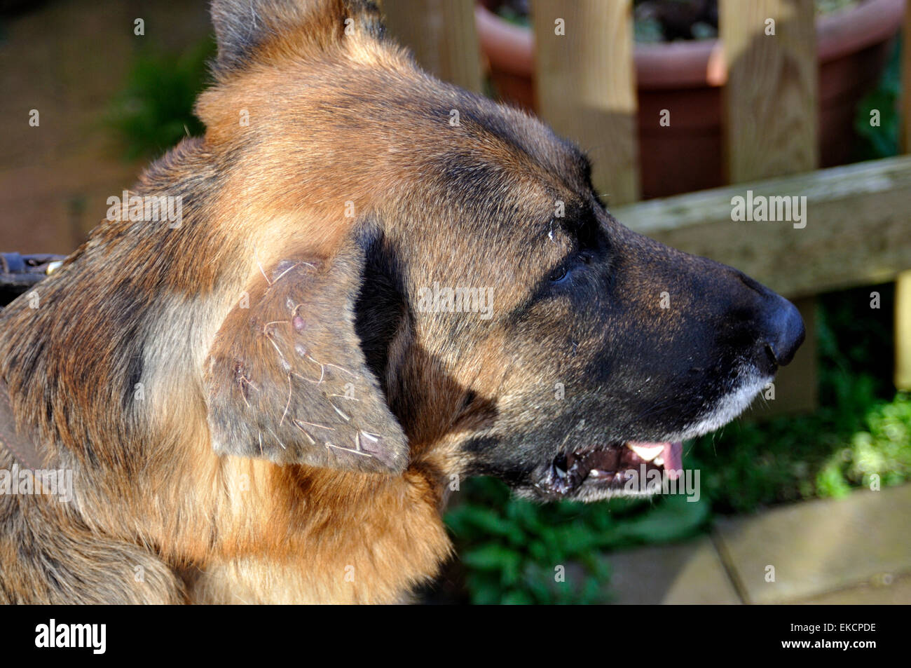 Outside ear flap of German Shepherd dog recovering from surgery on