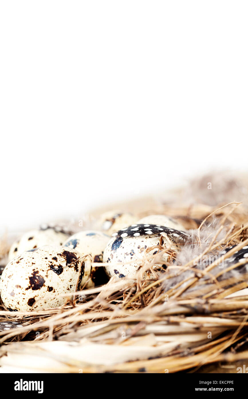 Birds nest with eggs Stock Photo - Alamy