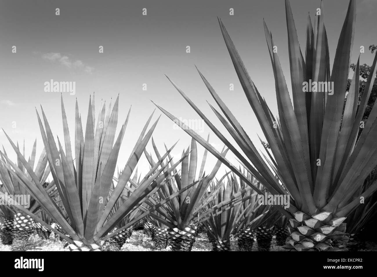 Agave plantation Black and White Stock Photos & Images Alamy