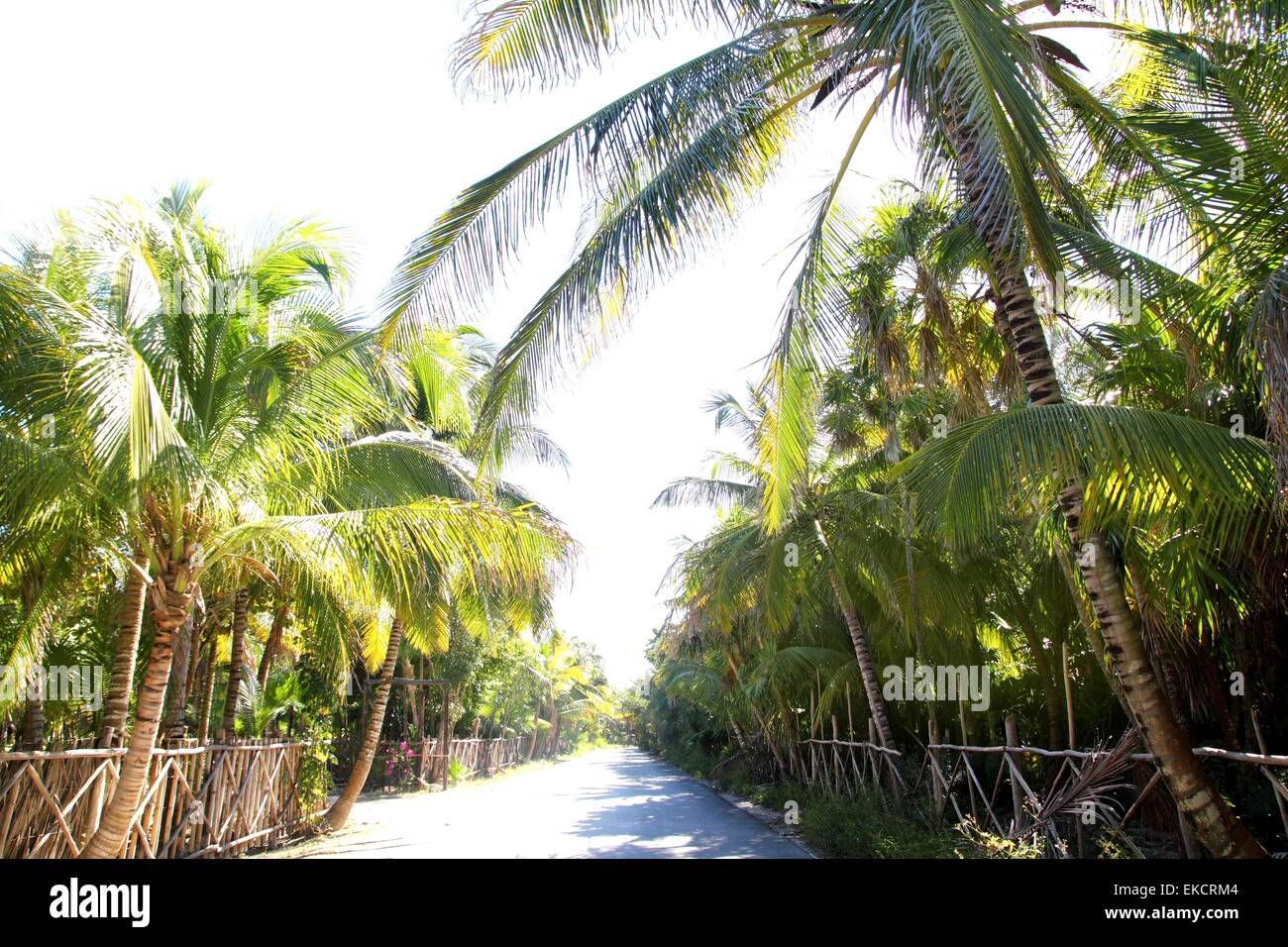 coconut palm trees track road tropical Stock Photo - Alamy