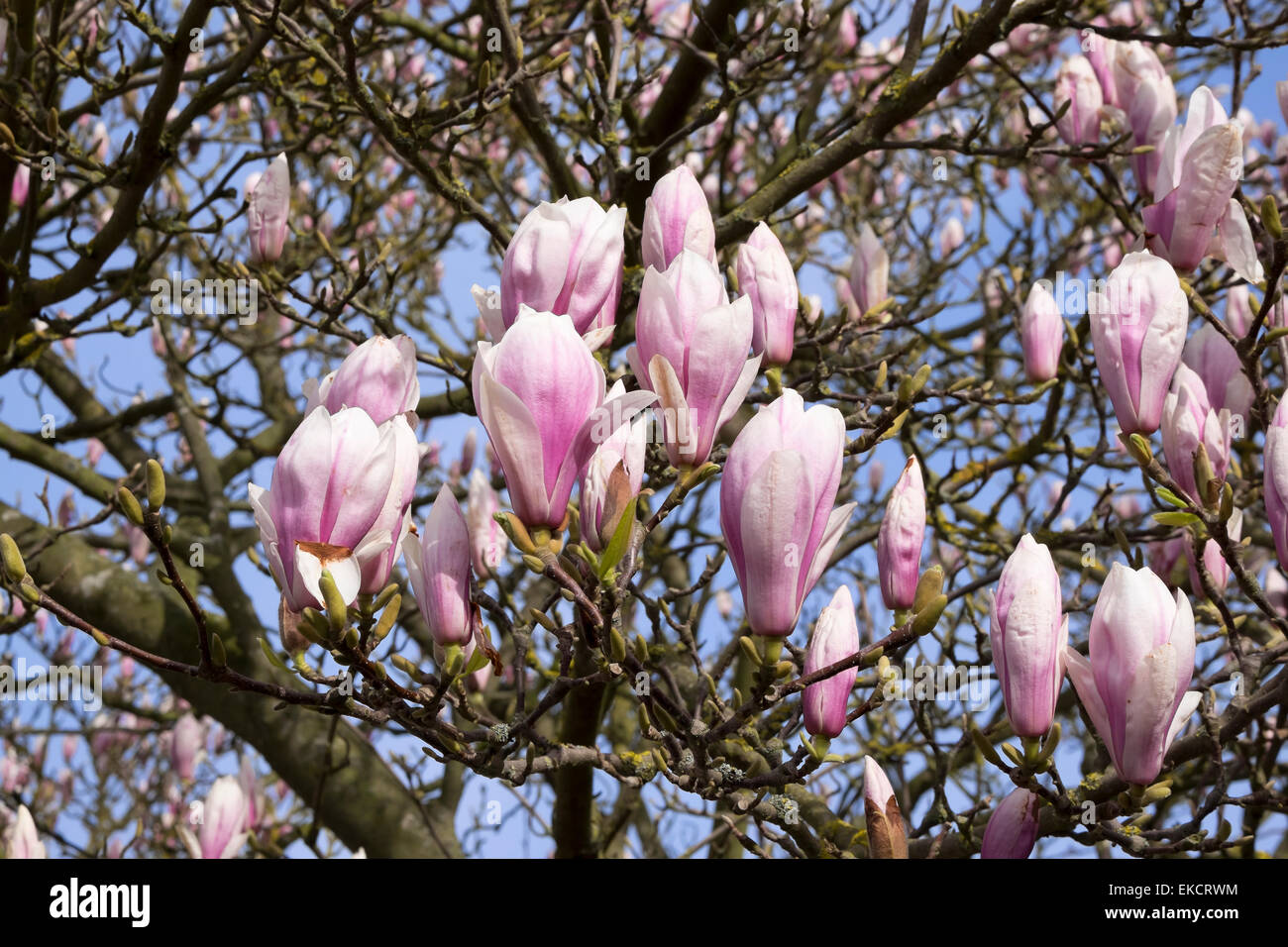 Spring buds opening on Magnolia tree Stock Photo - Alamy