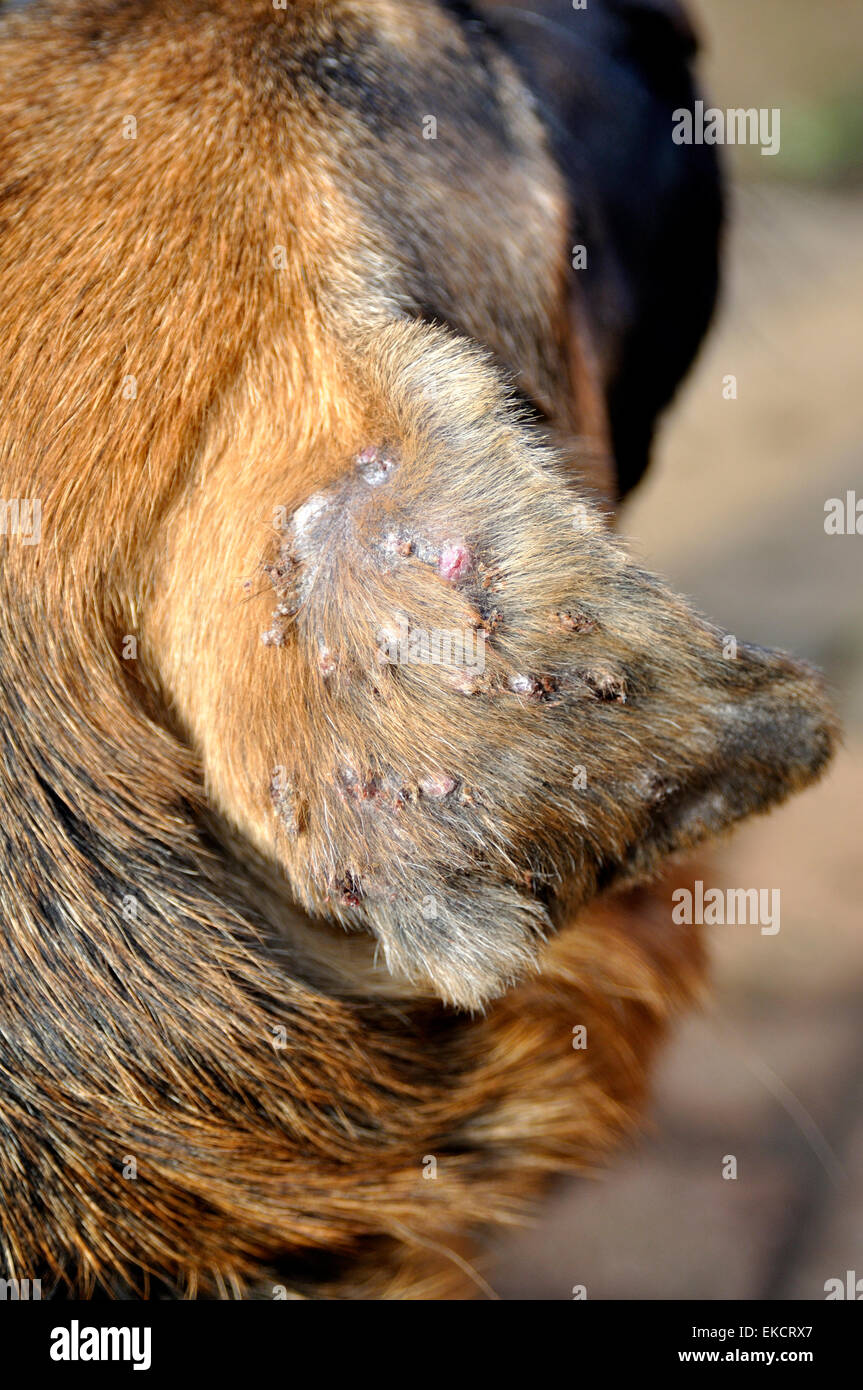 Closeup of back of ear flap of German Shepherd dog showing where