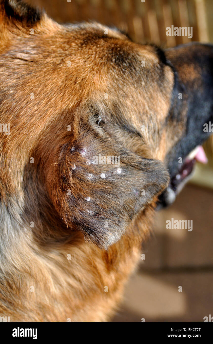 Damaged Ear Flap Of German Shepherd Dog After Suffering From Aural Hematoma Which Had Been Surgically Treated Stock Photo Alamy Damaged Ear Flap Of German Shepherd Dog After Suffering From Aural Hematoma Which Had Been Surgically Treated Stock Photo Alamy
