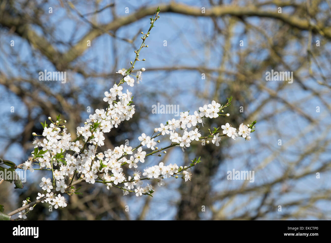 White Spring Blossom