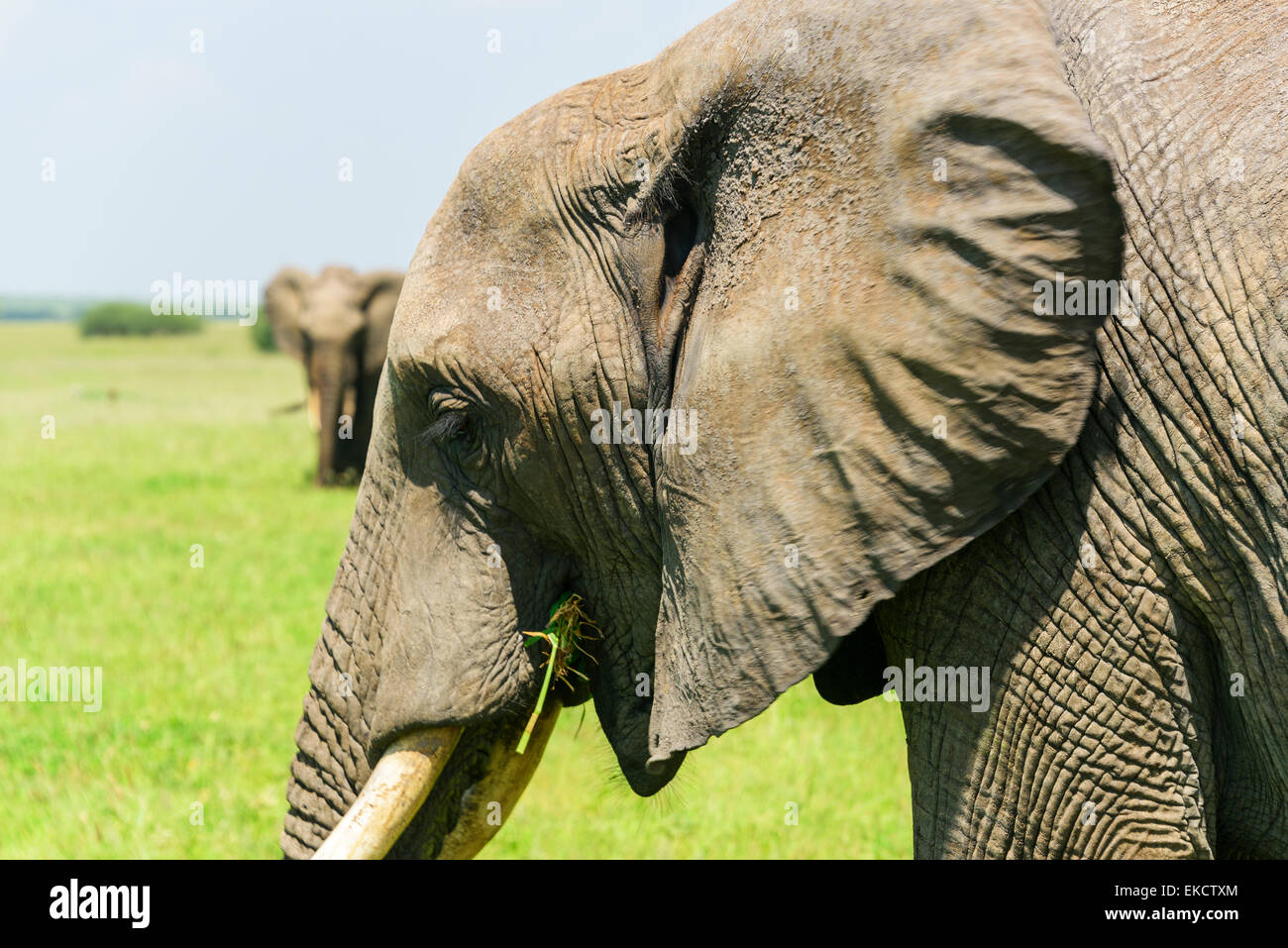 Loxodonta africana Portrait of an elephant eating in Tarangire National Park, Manyara Region, Tanzania, Africa. Stock Photo