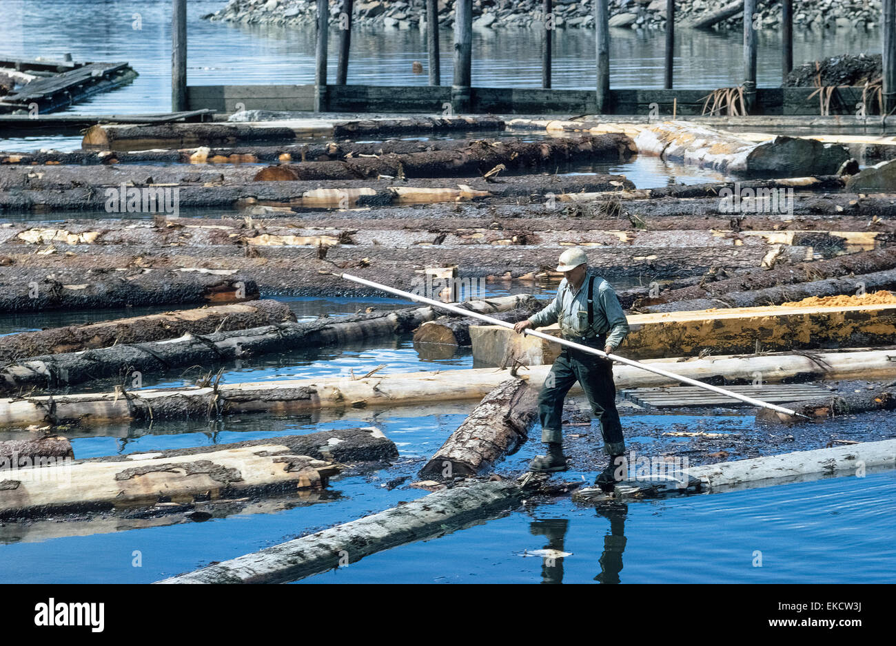 A lumberjack walks cautiously on floating logs as he moves them into position for processing at a sawmill on Wrangell Island in Southeast Alaska, USA. He uses a long pole for balancing himself and for pushing and pulling the logs. Restrictions on timber harvesting have diminished the importance of wood products to the local Wrangell economy since this photograph was taken in 1967. Stock Photo