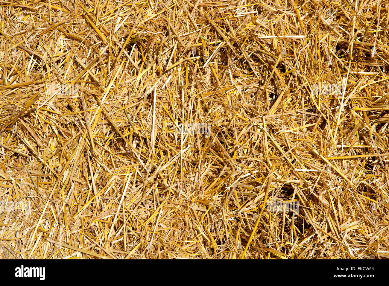 cereal straw just after harvesting Stock Photo - Alamy