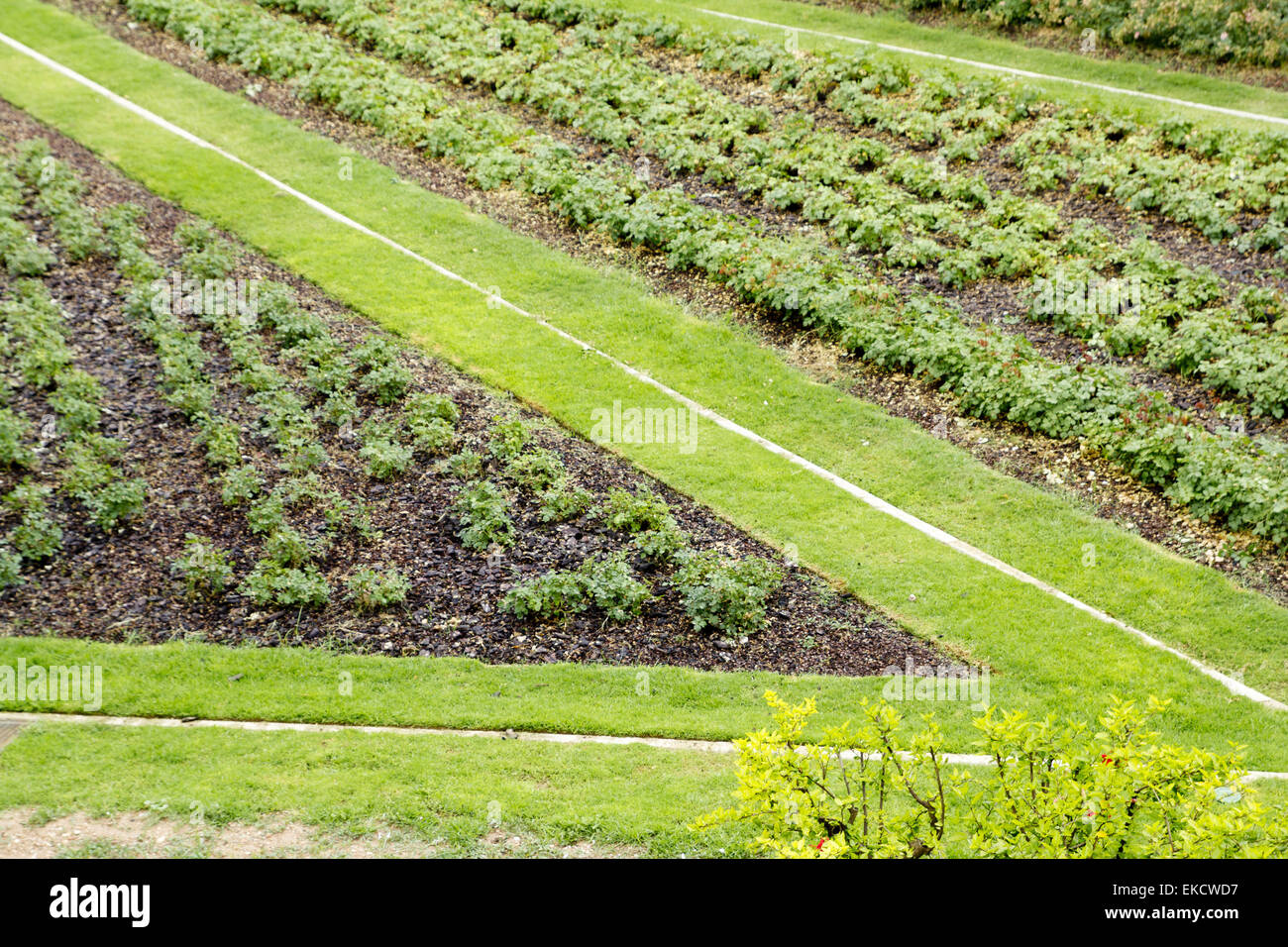 angle shape grass way in green garden Stock Photo - Alamy