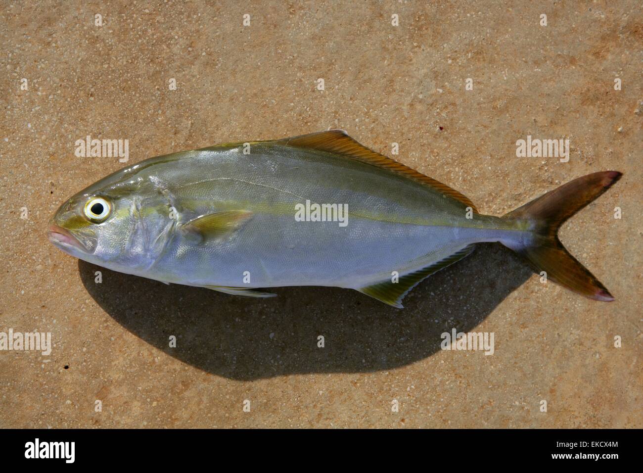 Seriola dumerili fish greater amberjack fish Stock Photo