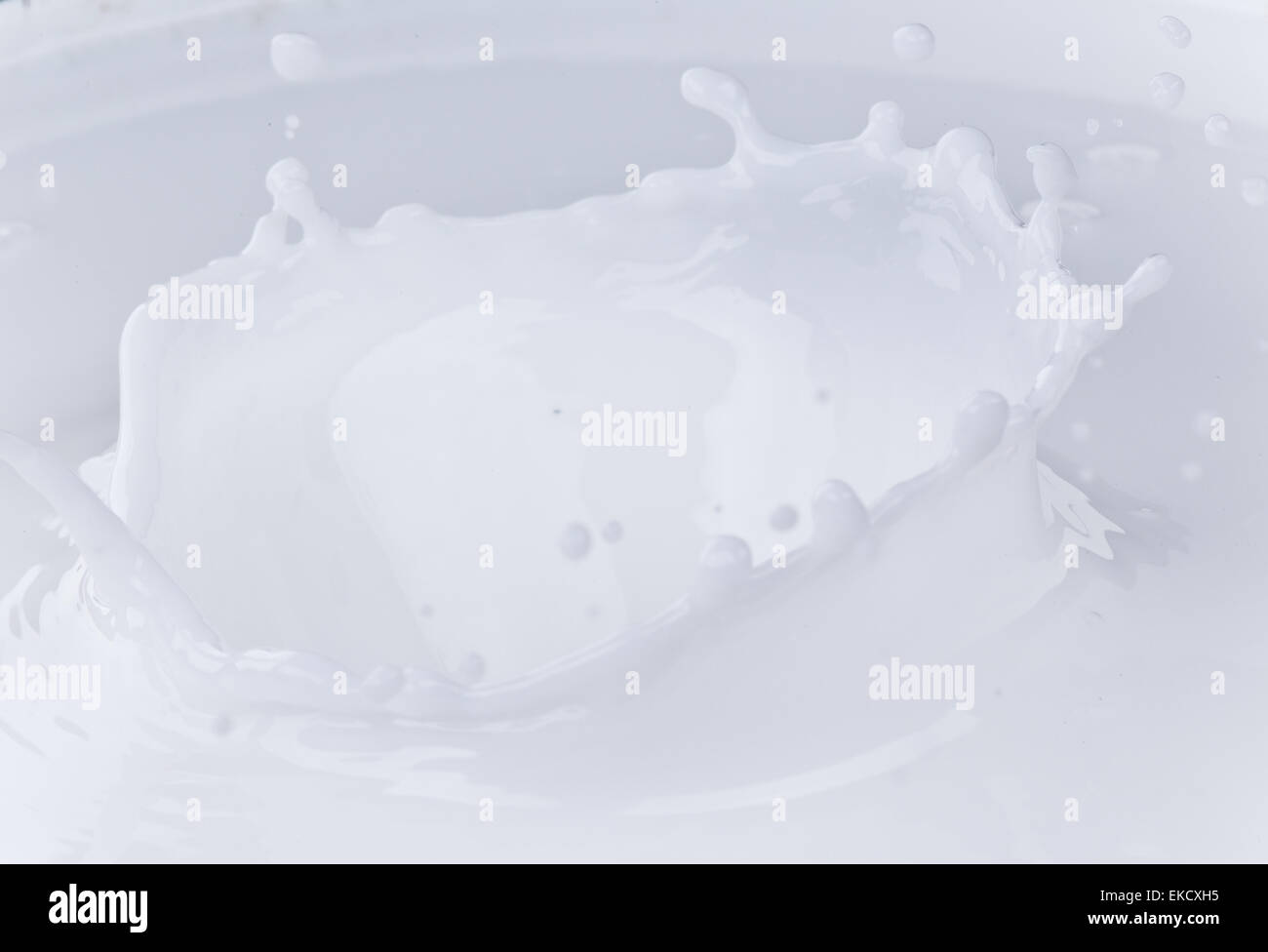 Pouring milk splash on white background Stock Photo - Alamy