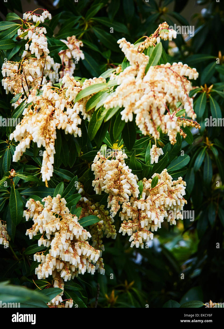 Pieris japonica 'Forest Flame' in flower Stock Photo