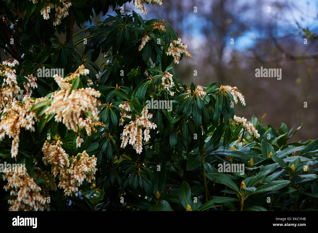 Pieris japonica 'Forest Flame' in flower Stock Photo