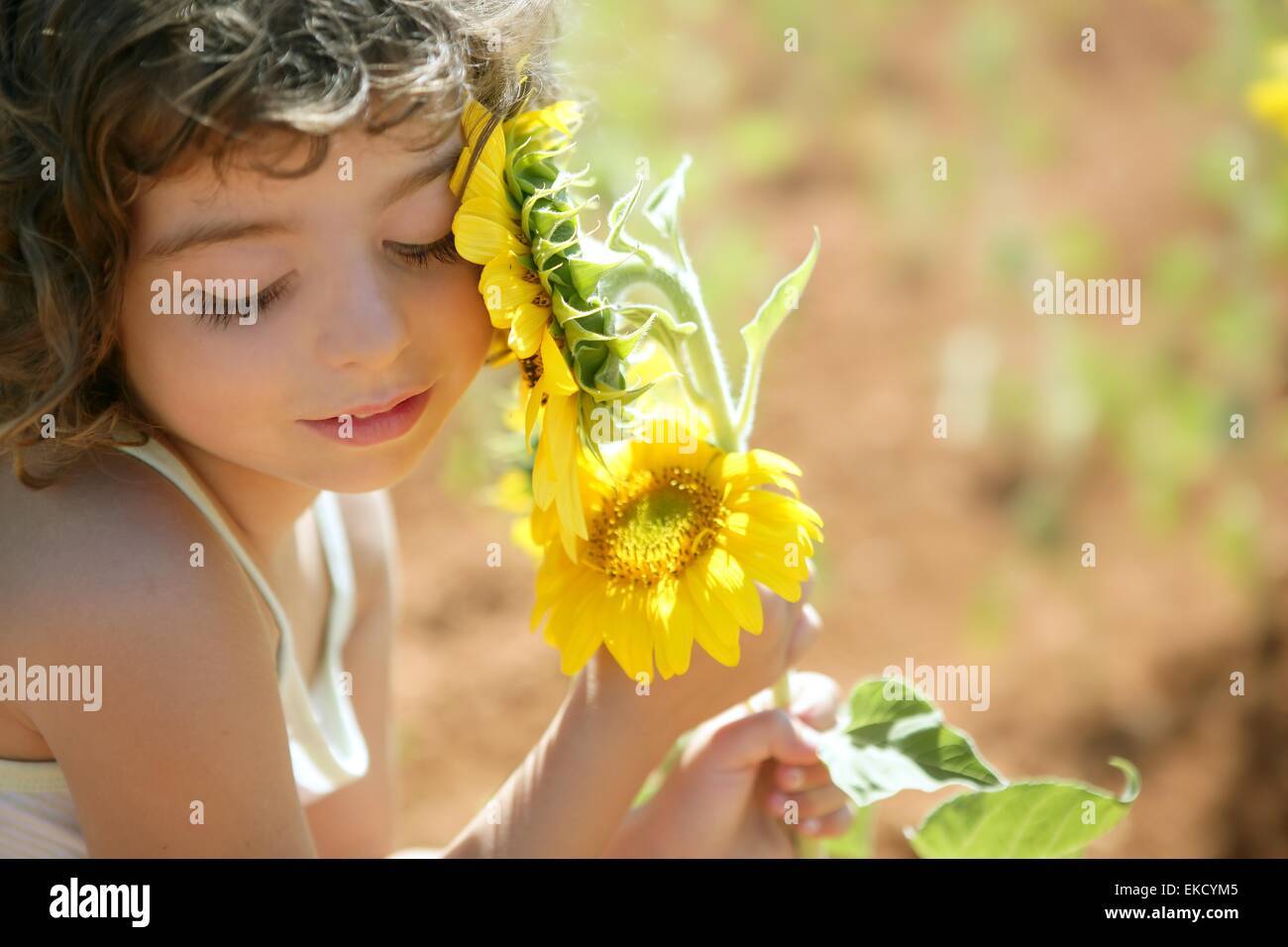 Beautiful little girl in a summer sunflower field Stock Photo - Alamy