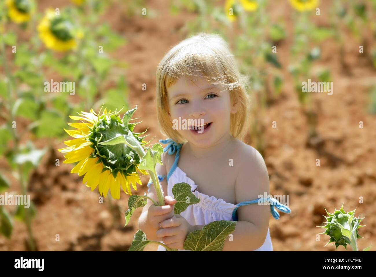 Beautiful little girl in a summer sunflower field Stock Photo - Alamy