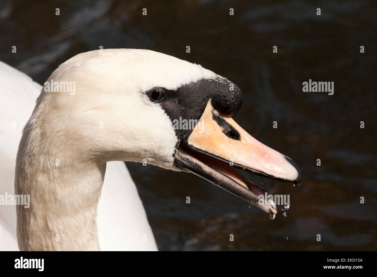 Mute swan cob hires stock photography and images Alamy