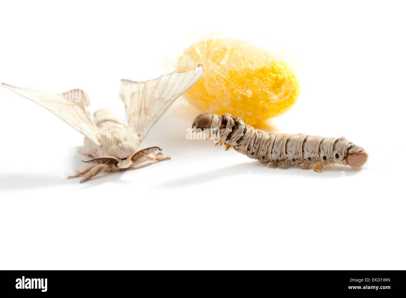 butterfly silkworm cocoon silk worm three stages Stock Photo Alamy
