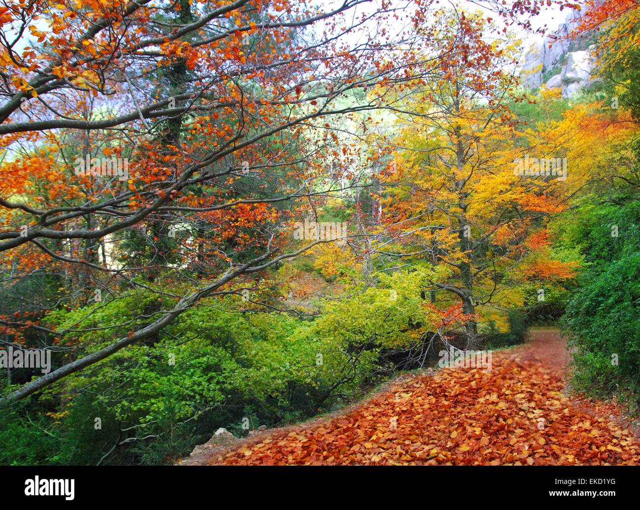 autumn fall beech forest track yellow golden leaves Stock Photo - Alamy