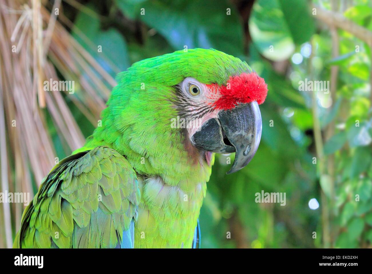 Ara Militaris Military Macaw Green parrot Stock Photo