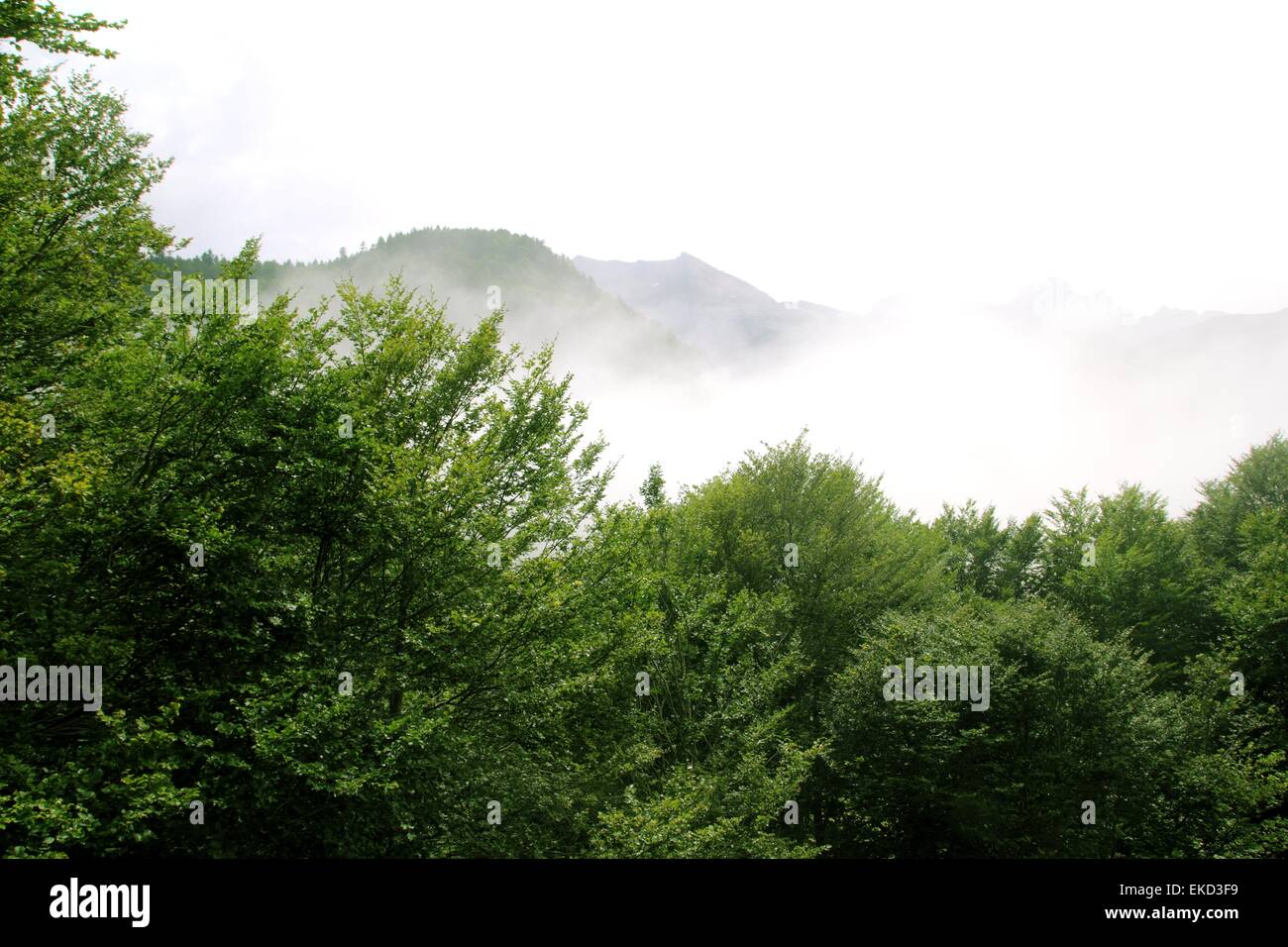 foggy mountains forest fog scenics nature Stock Photo - Alamy