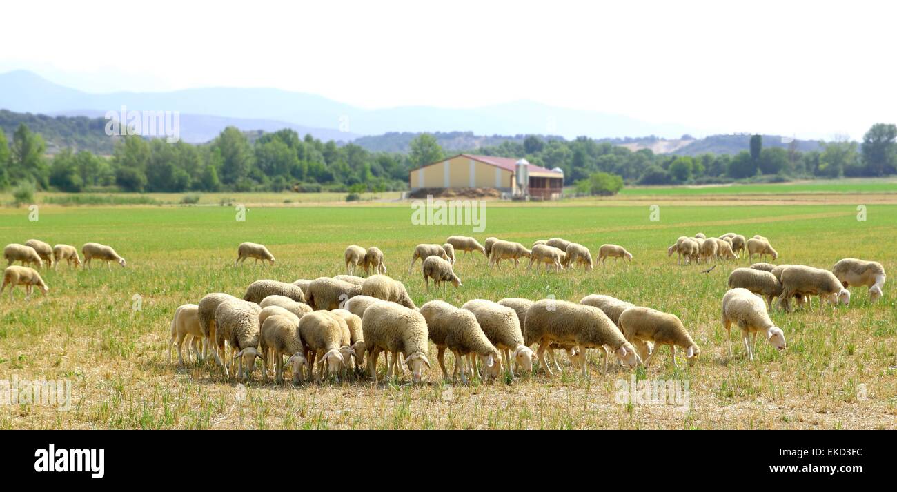 sheep flock grazing meadow in grass field Stock Photo - Alamy