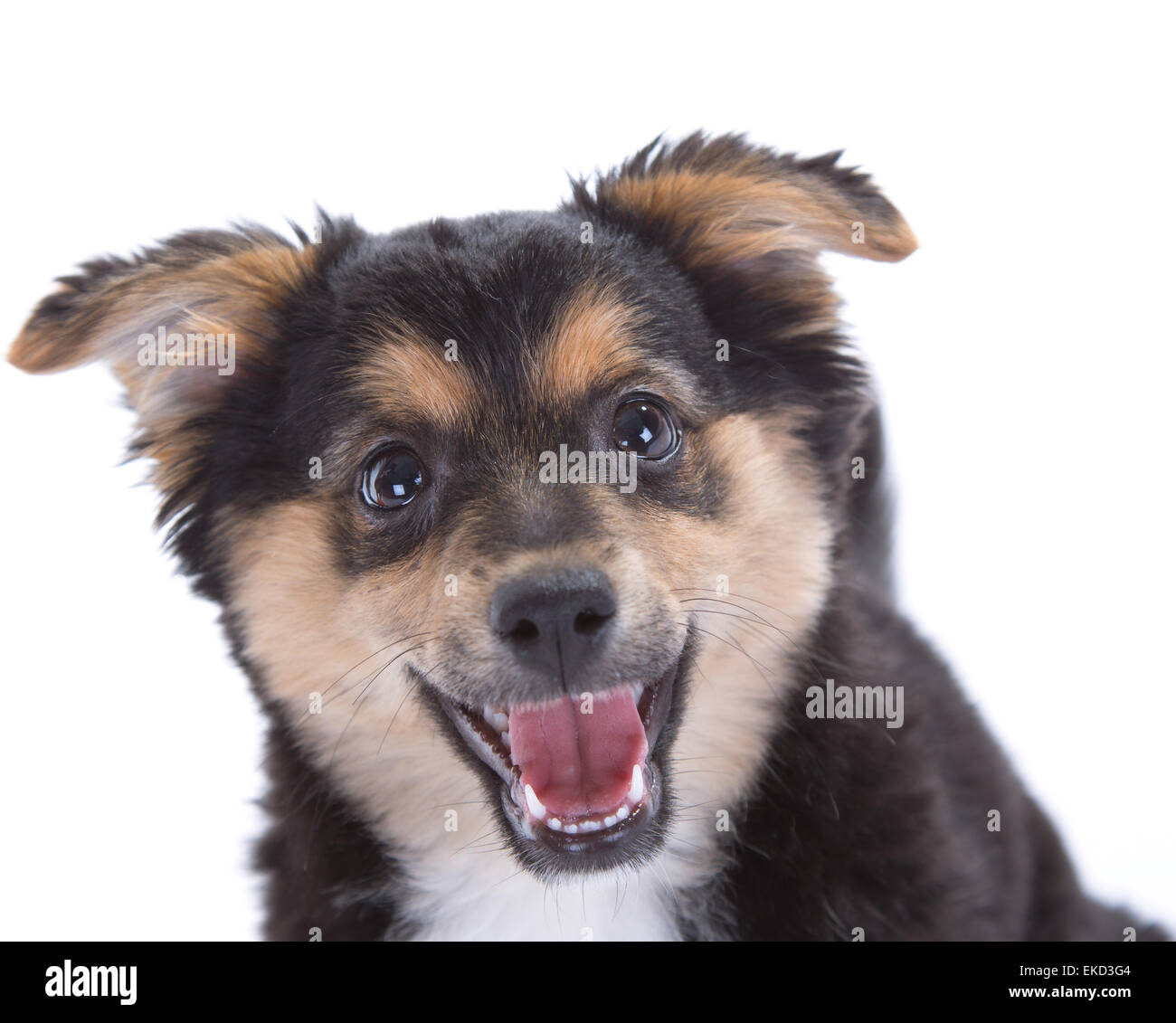Cute puppy isolated on white background Stock Photo - Alamy