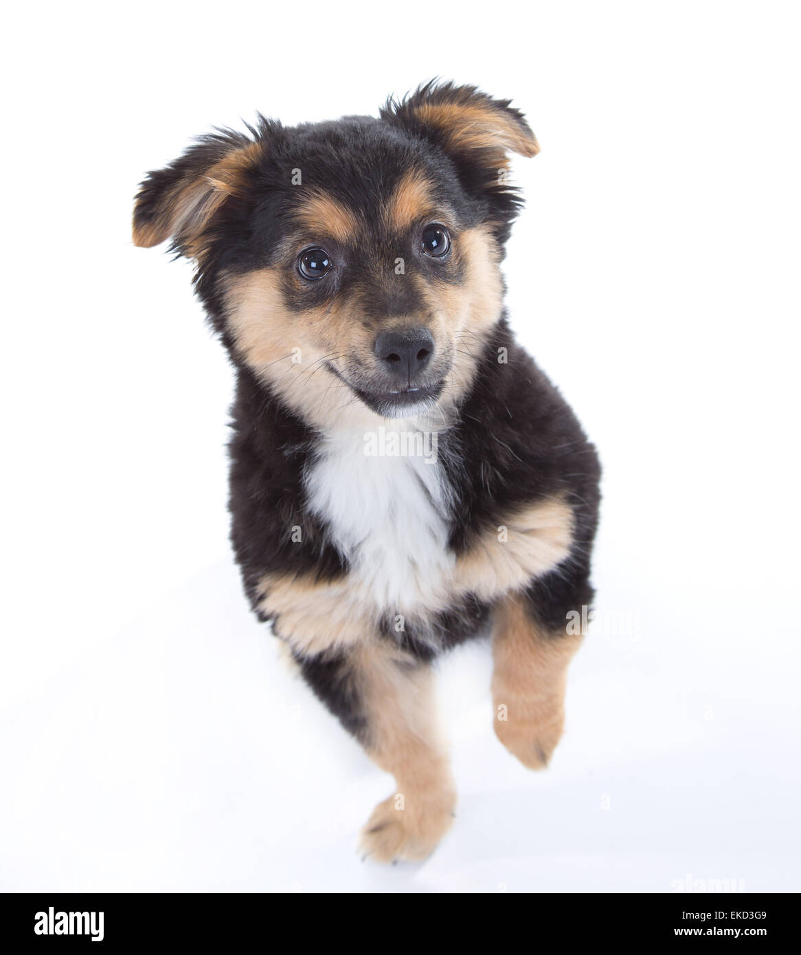 Cute puppy isolated on white background Stock Photo - Alamy