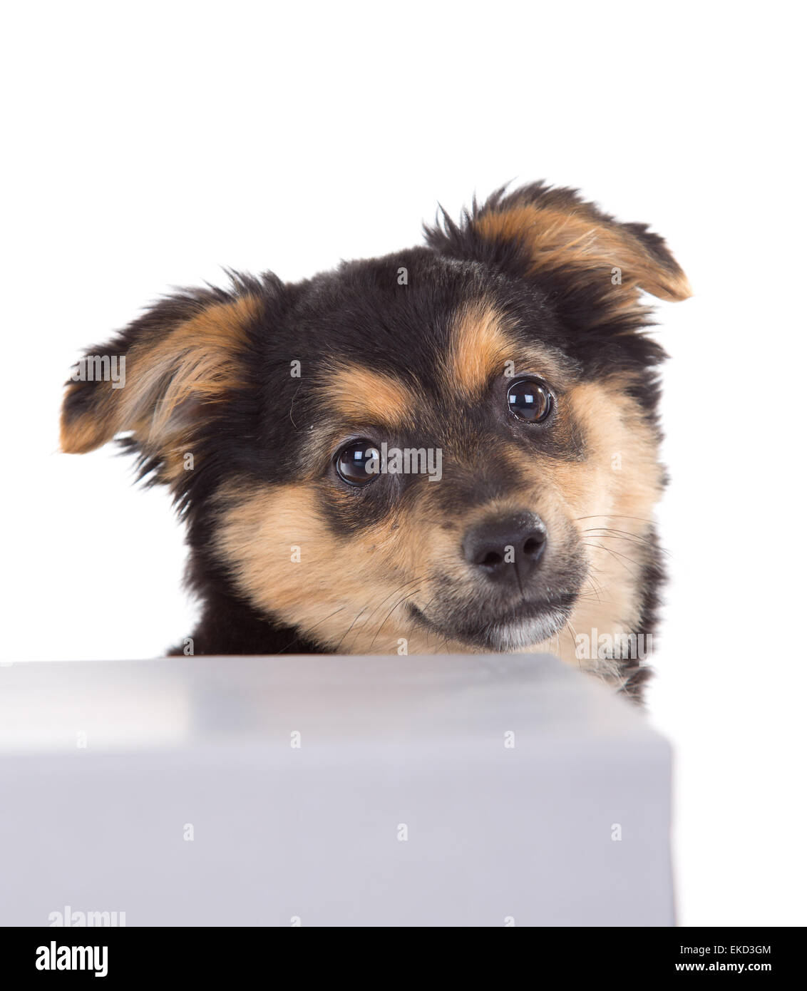 Cute puppy isolated on white background Stock Photo - Alamy