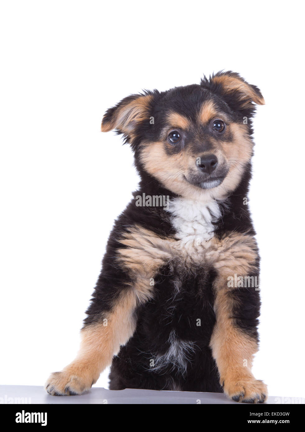Cute puppy isolated on white background Stock Photo - Alamy
