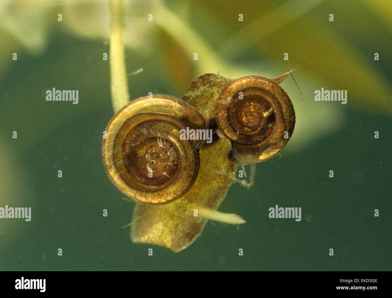 Little Whirlpool Ramshorn Snail - Anisus vorticulus Stock Photo