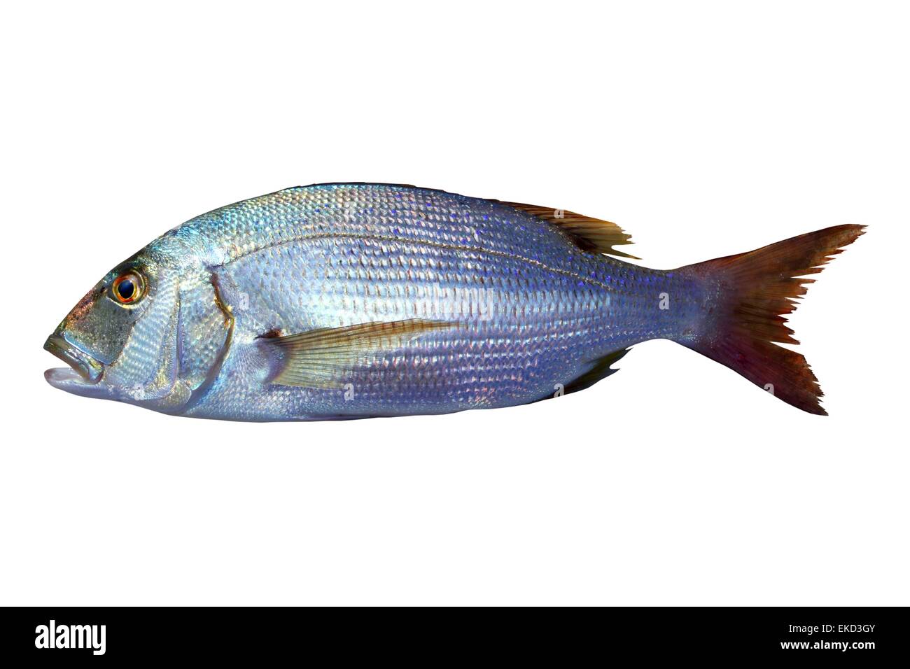 Dentex vulgaris toothed sparus snapper fish Stock Photo
